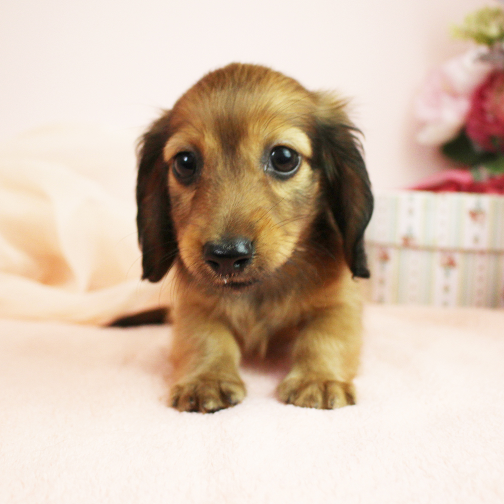 カコで生まれた子犬に名前が付きました♪